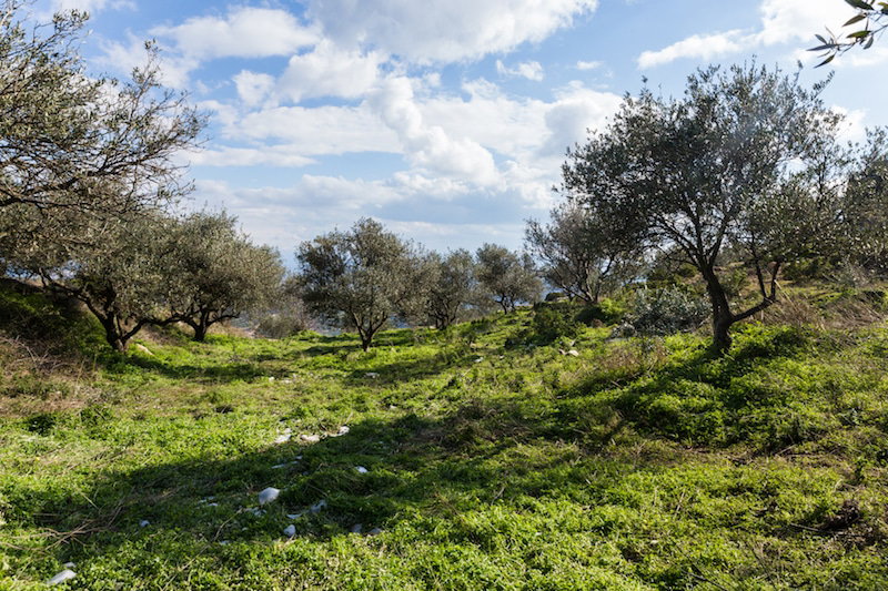 When does olive oil receive an organic certification?