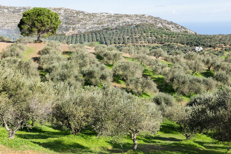 Olive trees are ideally spaced about 5 meters apart. But why?