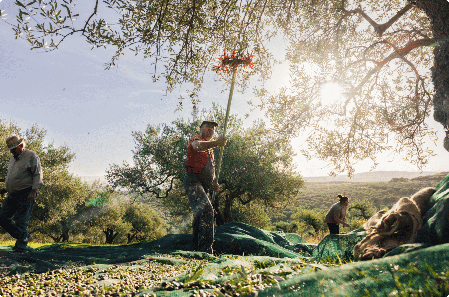 Polyphenols for Dummies: What Are They and Are They Found in Olive Oil?