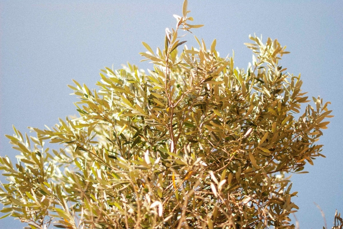Olive oil in your shampoo makes your hair shine even more