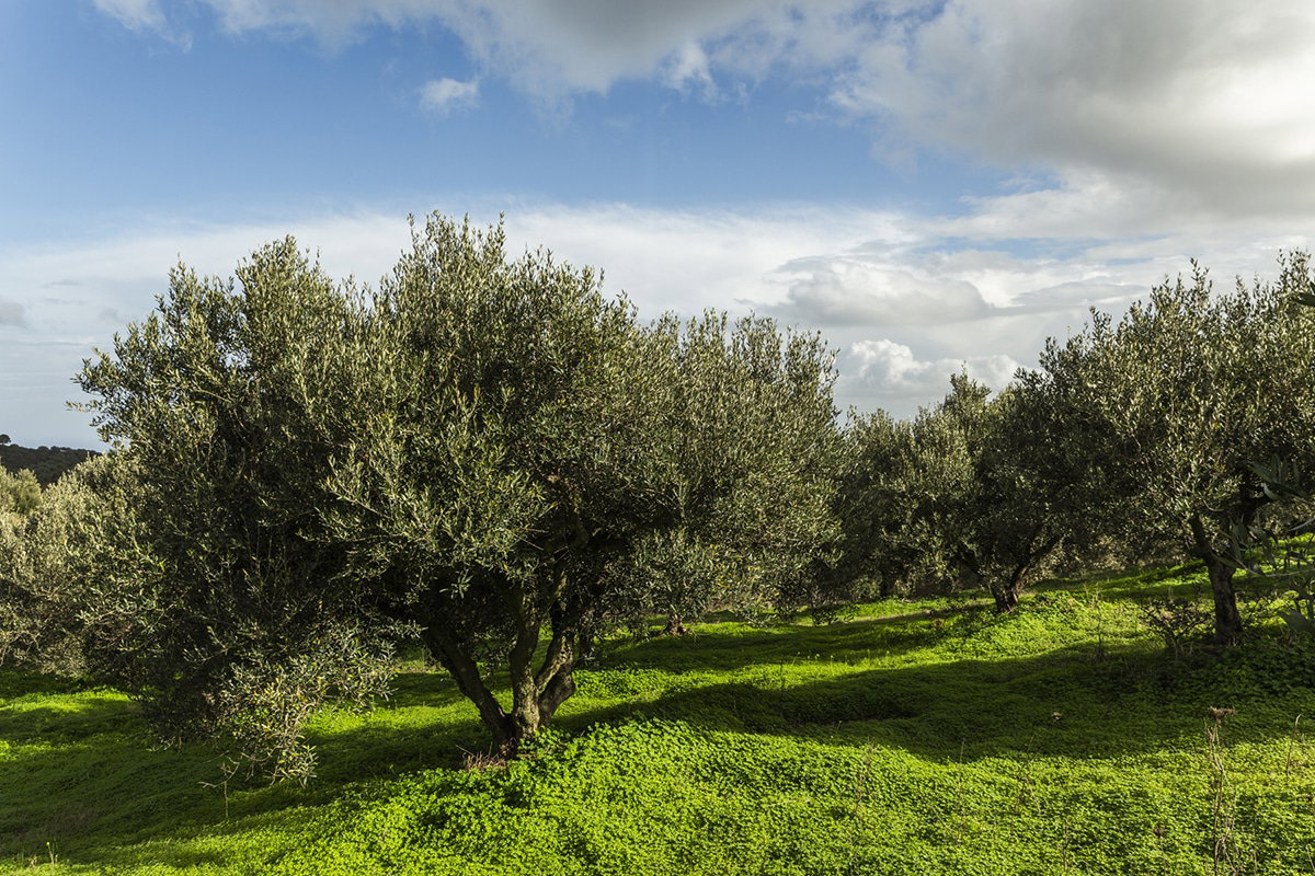Rising olive oil prices? Falling olive oil prices in 2025!