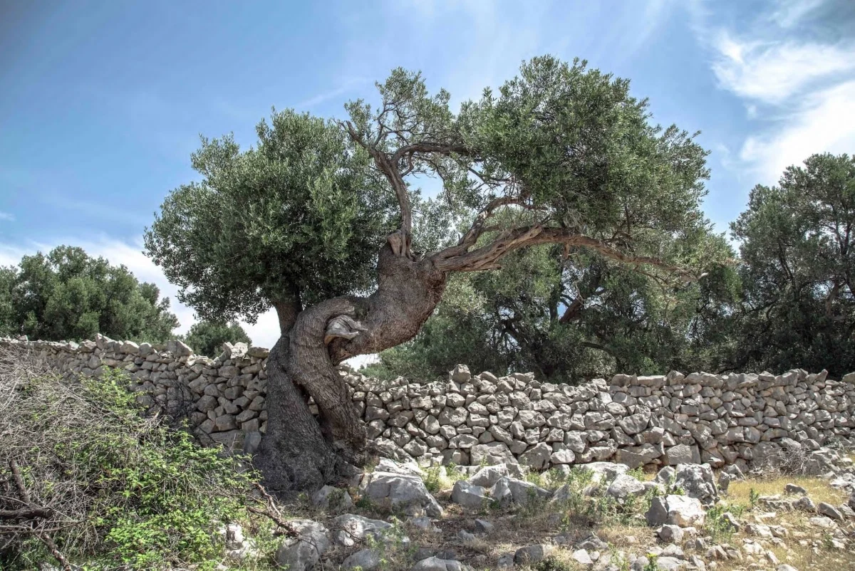 The Symbolism of the Olive Tree