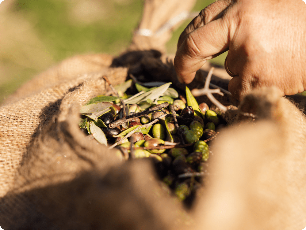 Is pomace olive oil healthy?