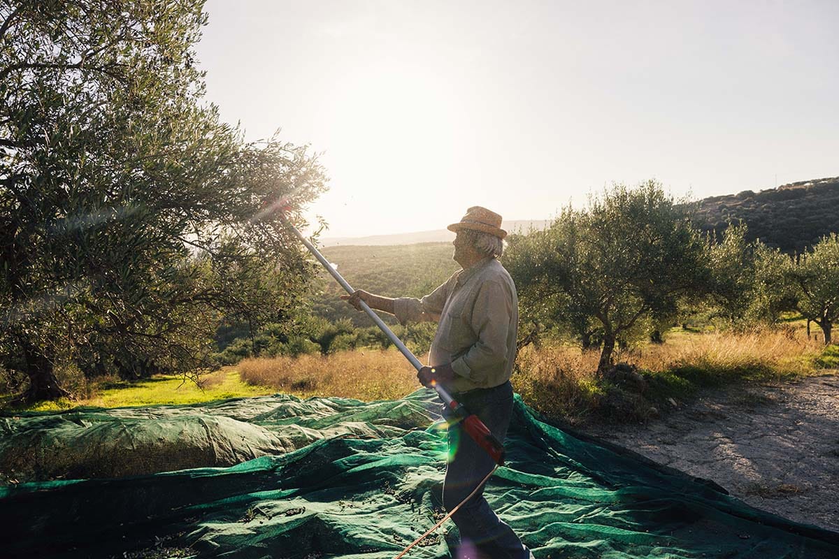 Wat is goede pomace olijfolie?