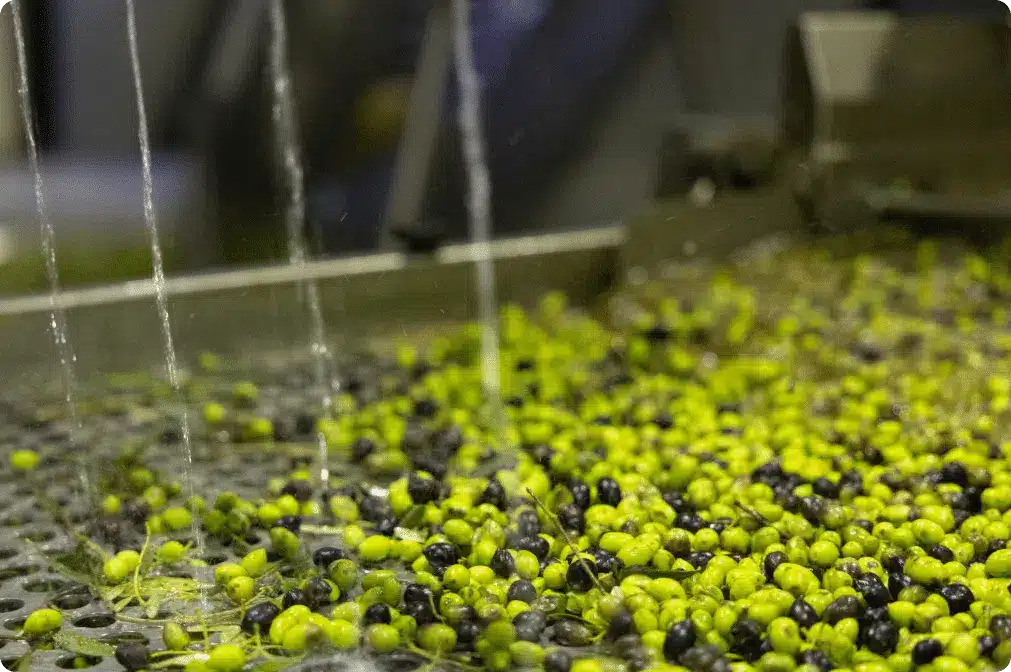 What is pomace olive oil?