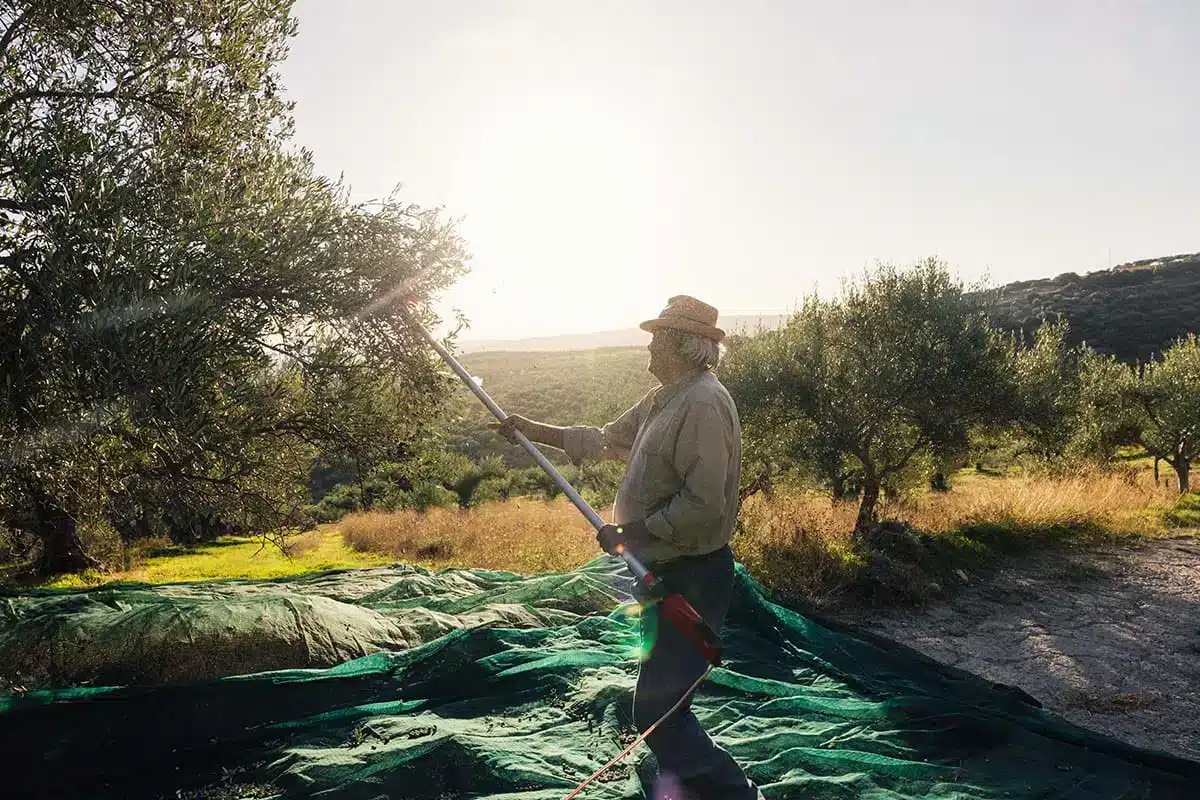 What is good pomace olive oil?