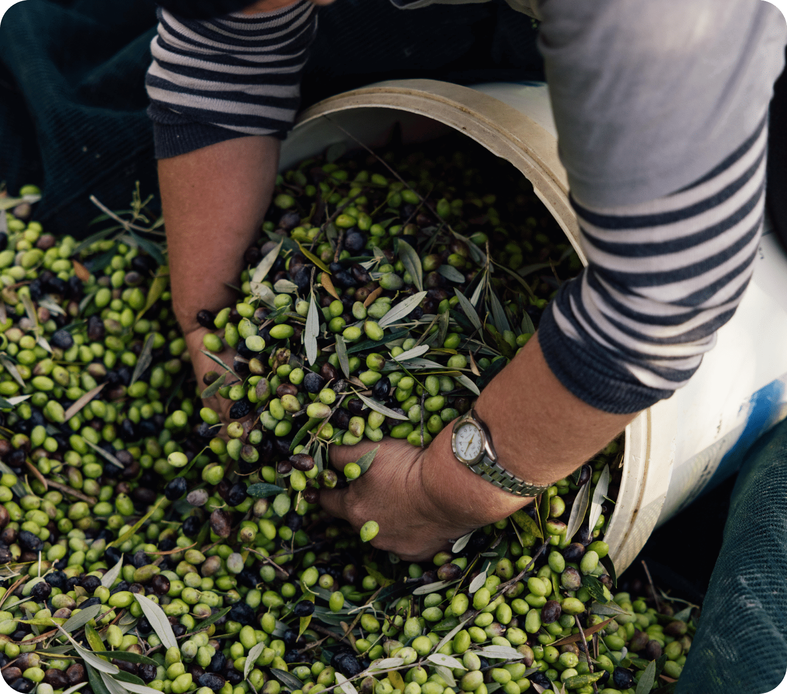 How to recognize really good olive oil