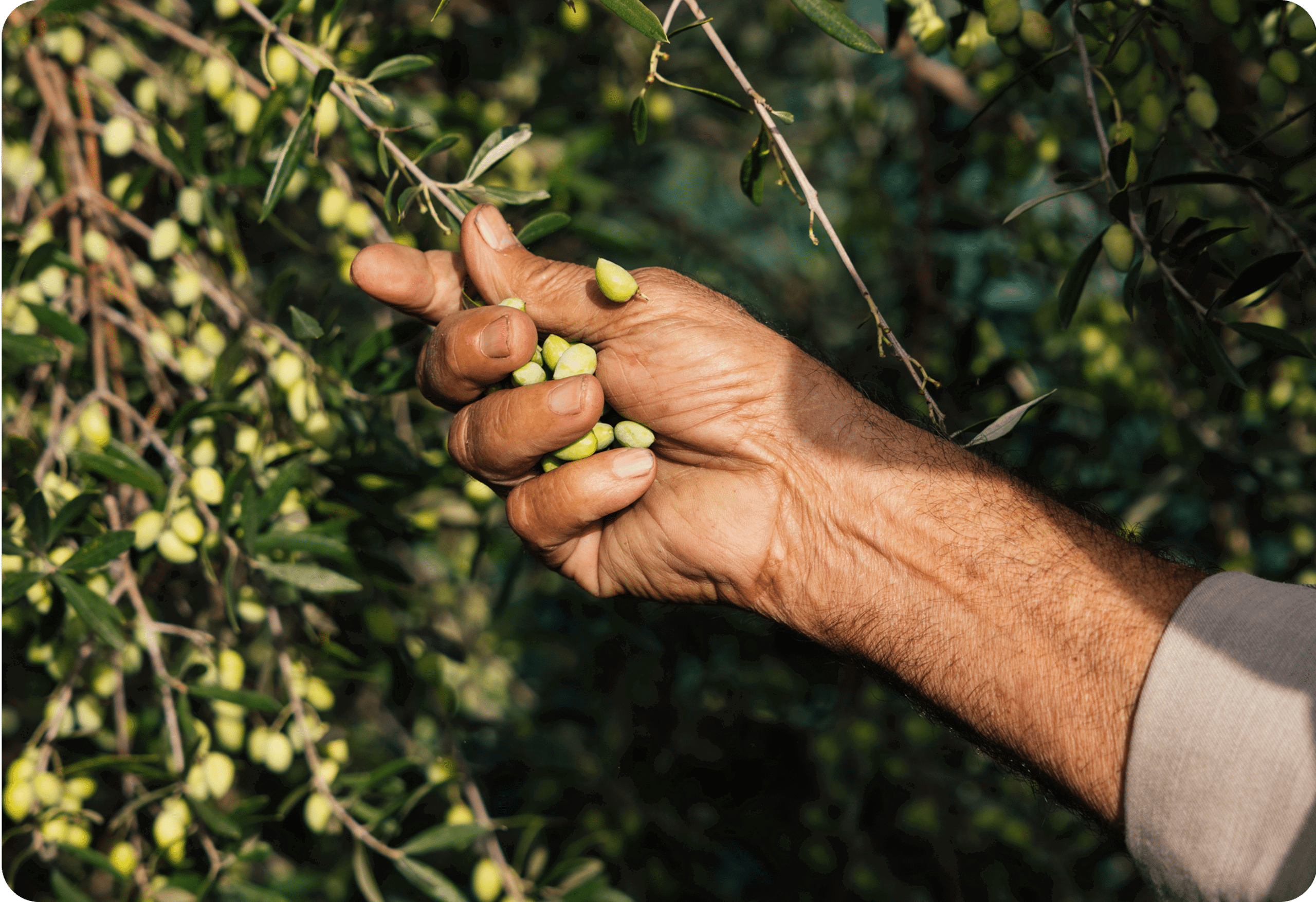 Out of love for the product...