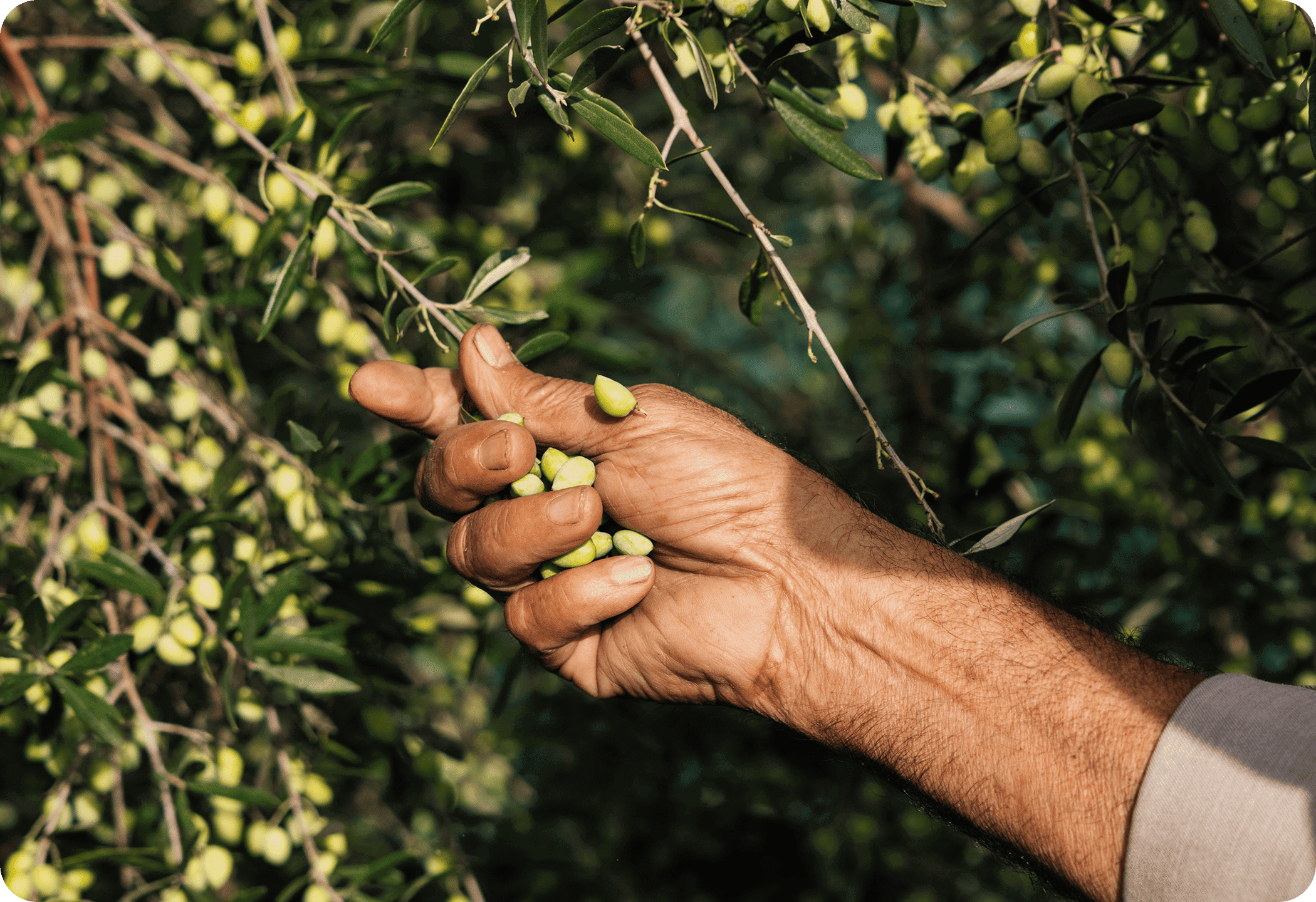 Everything out of love for the product