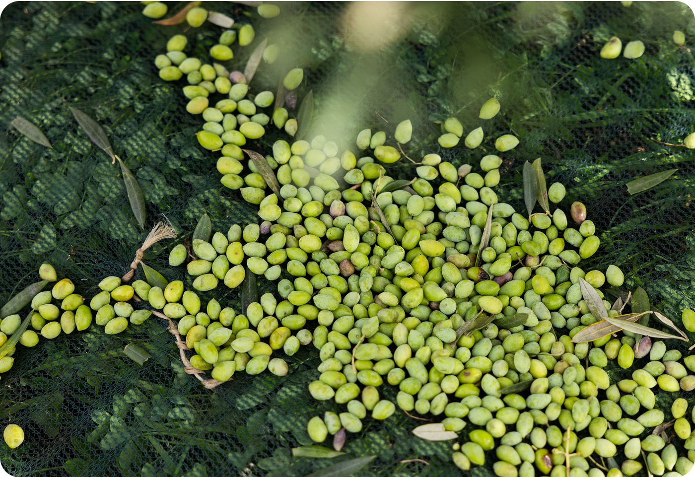 How much does 1 liter organic extra virgin olive oil cost?