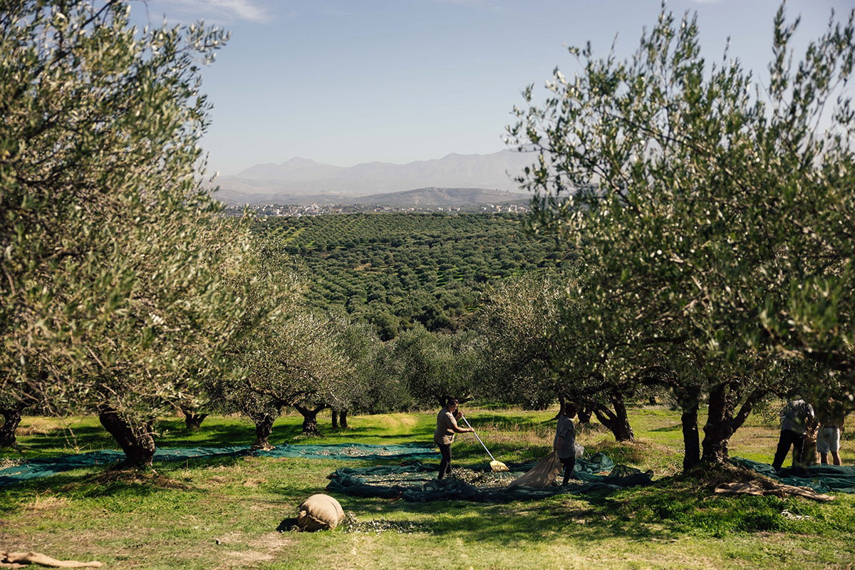 5. Ordering Olive Oil: What Is a Fair Price for Good Olive Oil?