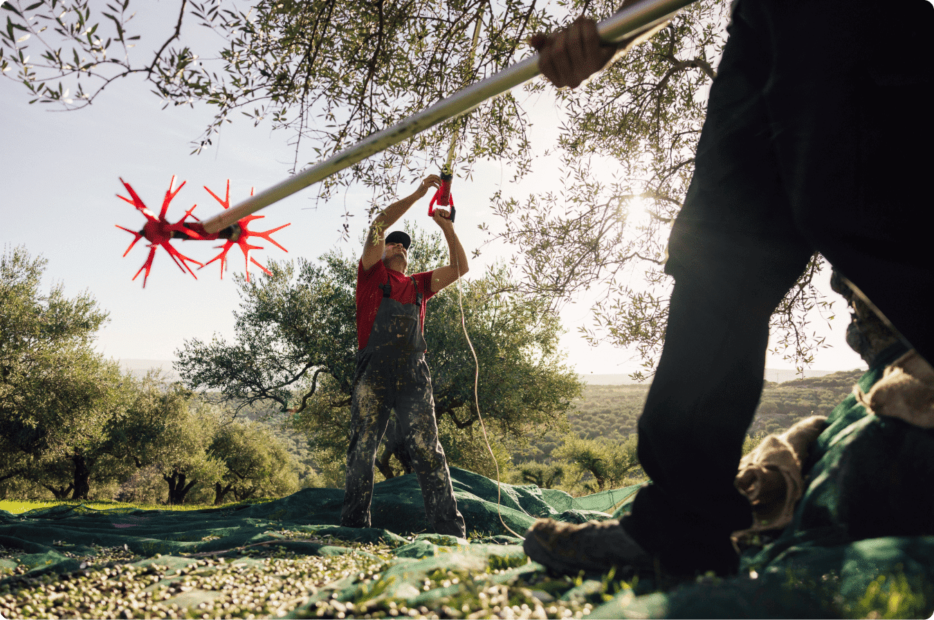 3. Where does my olive oil come from?