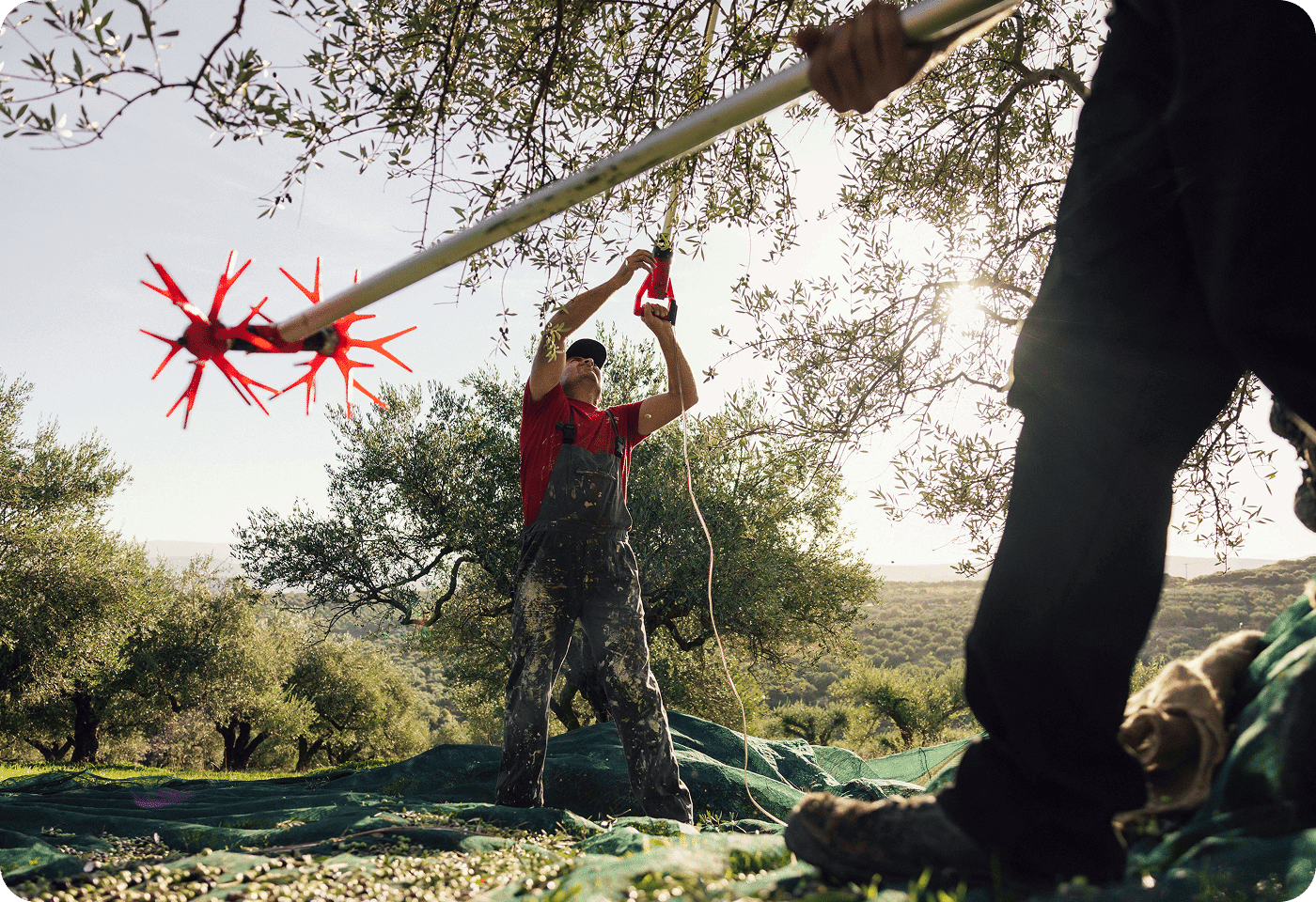 Olive oil from the mountains of Crete in our olive oil shop