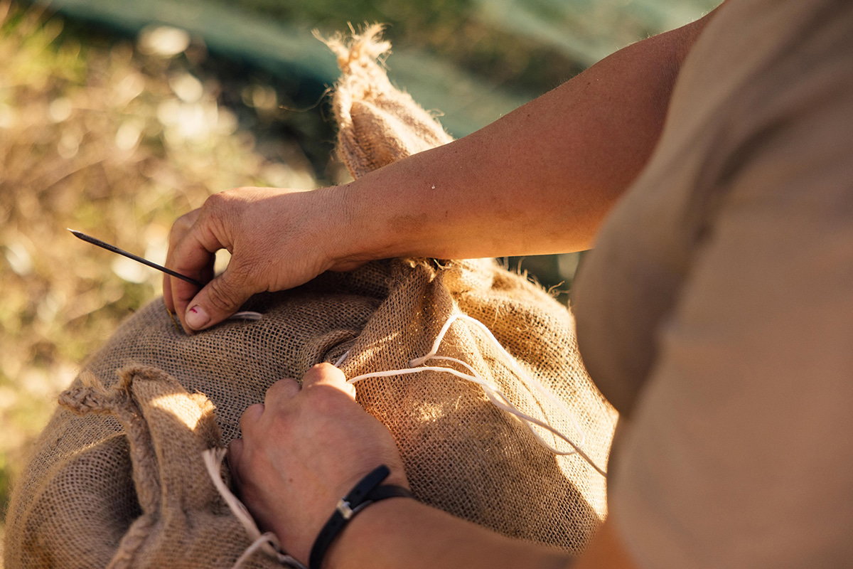 When are the olives harvested each year?