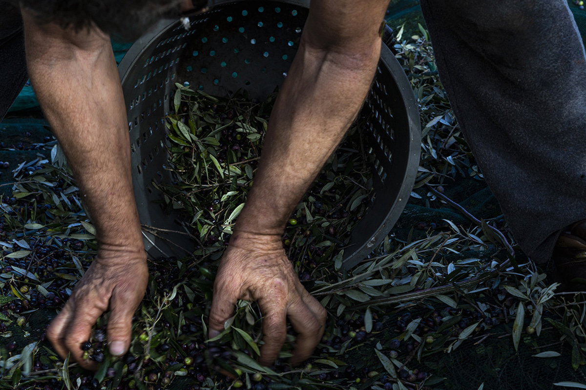 The age of the olive oil