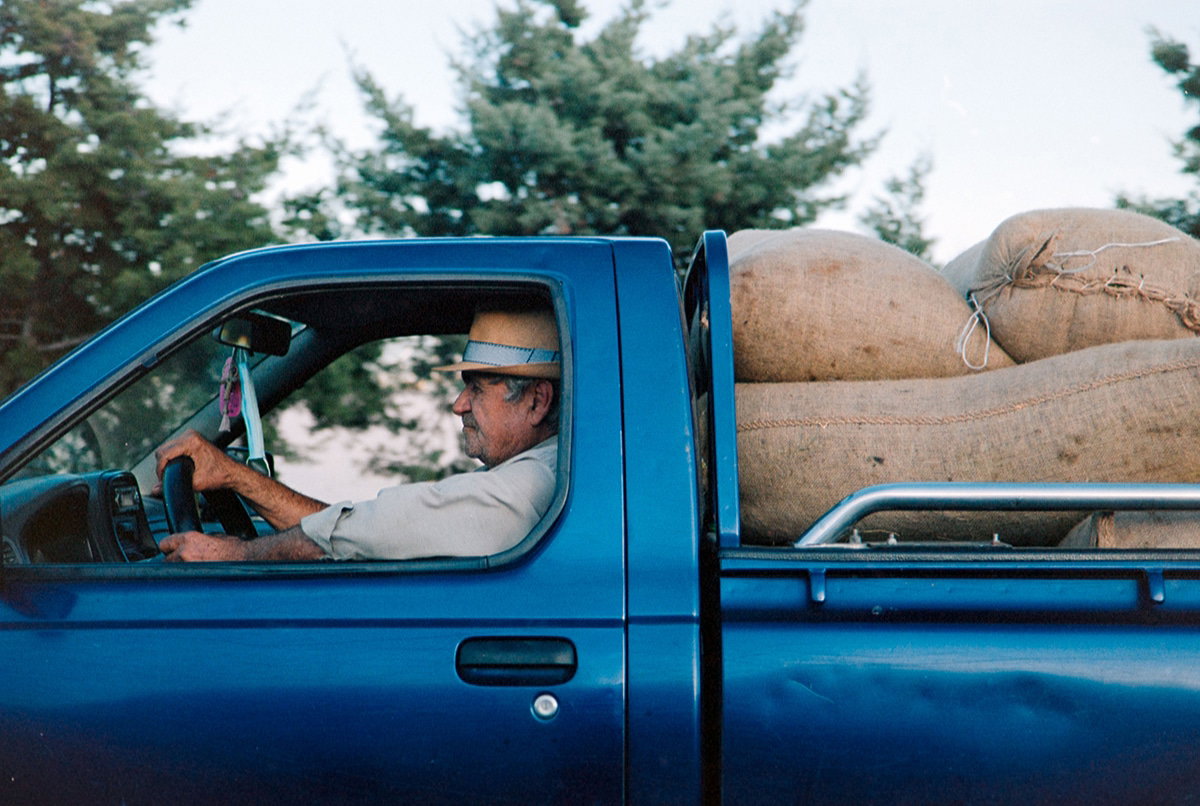 How quickly are the olives pressed after harvest?