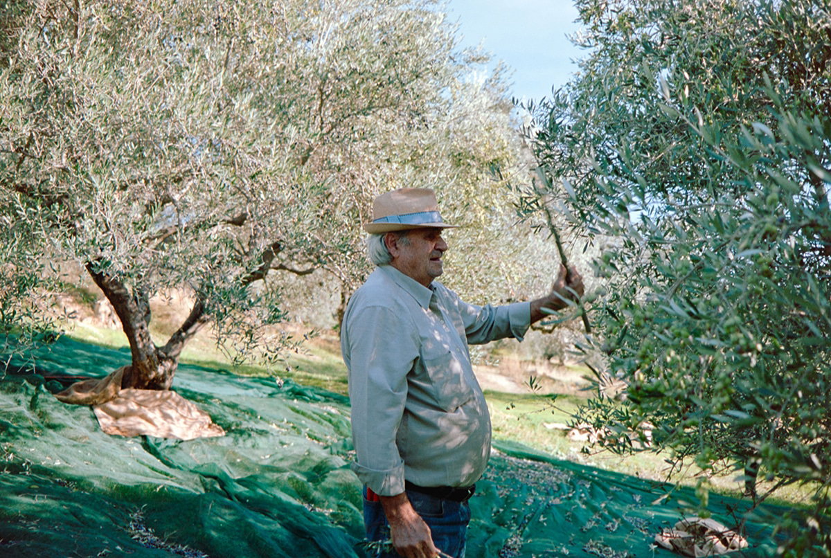 How are the olives harvested?