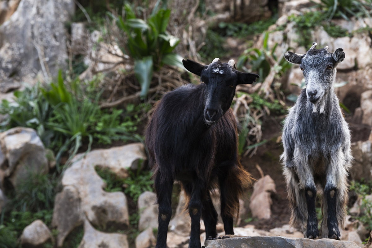 Do animals damage the trees or olives?