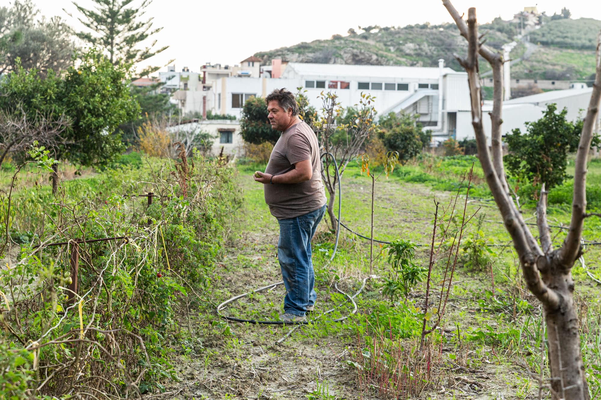 Conclusion olive oil versus rapeseed oil