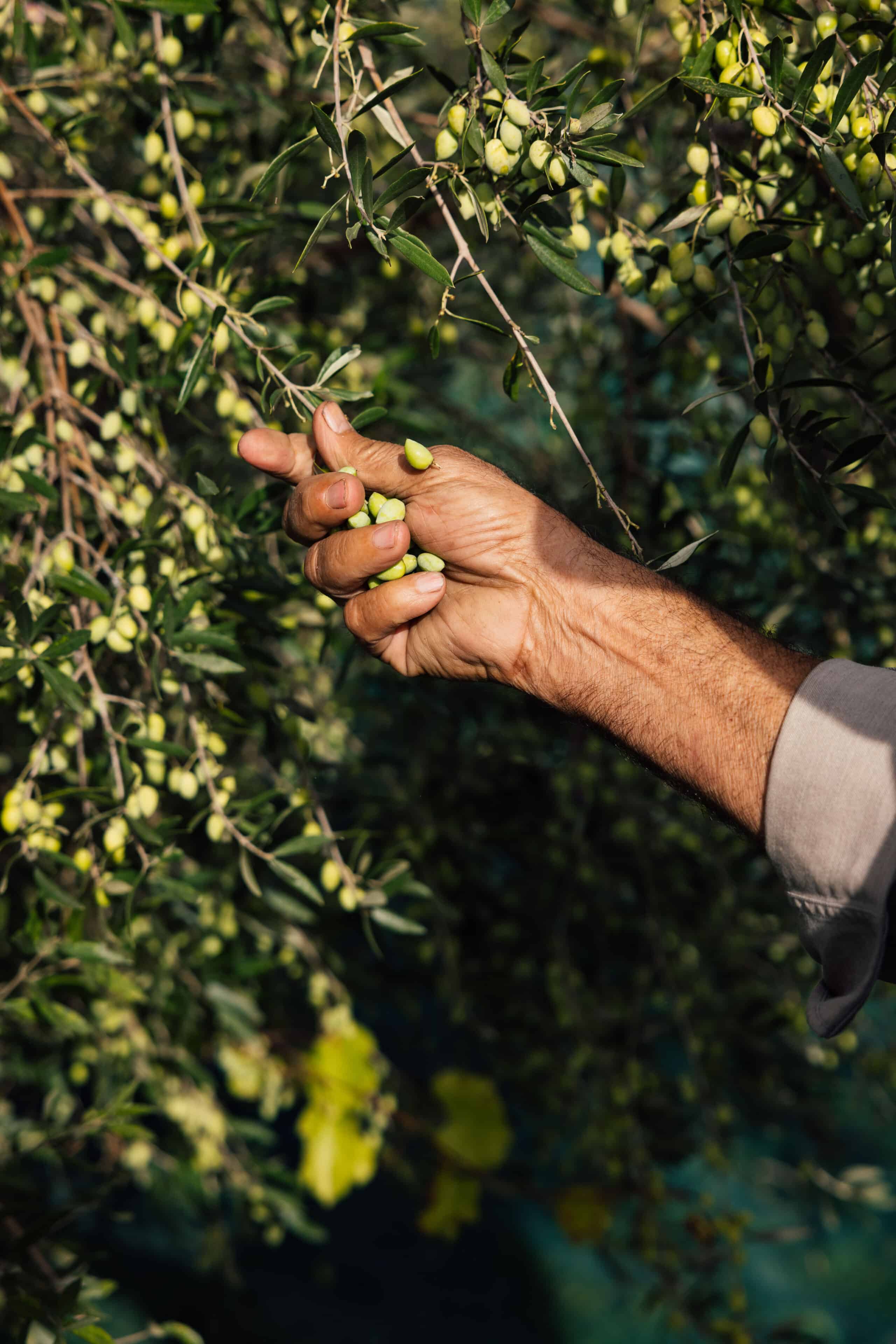De verschillenden soorten olijfolie