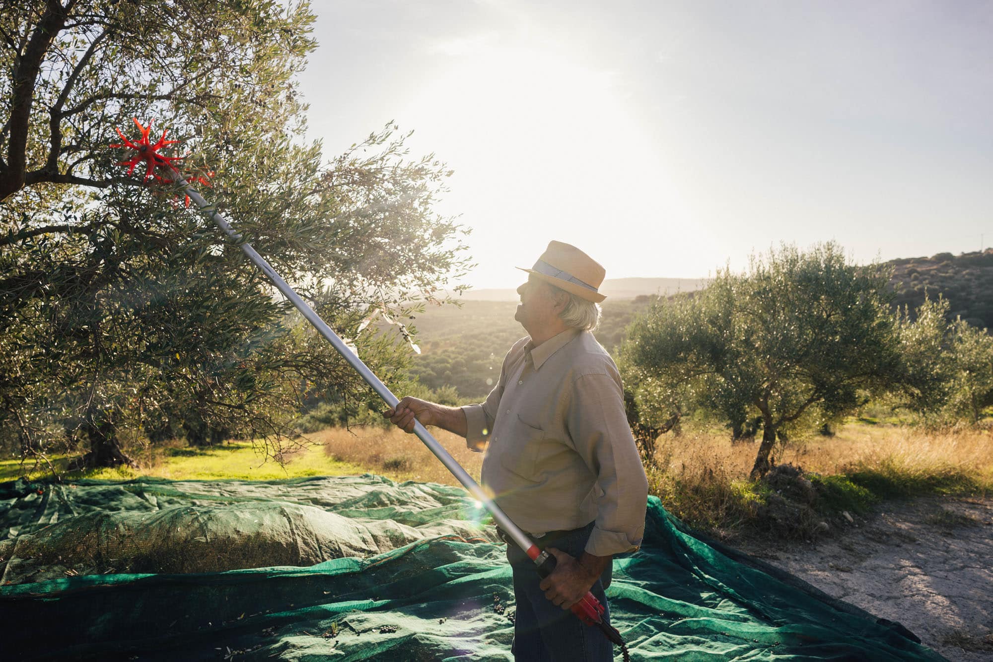 What is a good organic olive oil?