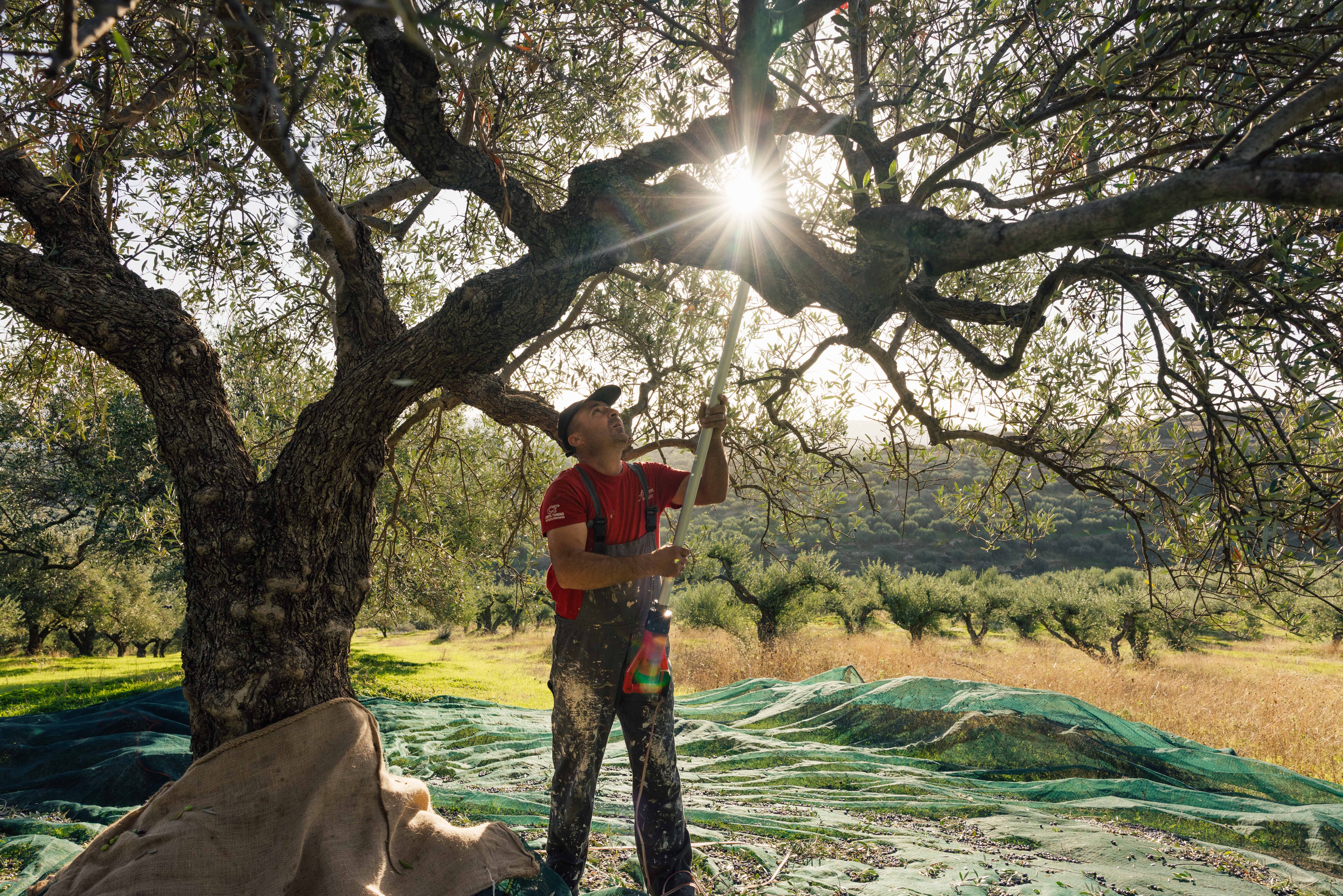 Rijk aan gezonde vetten