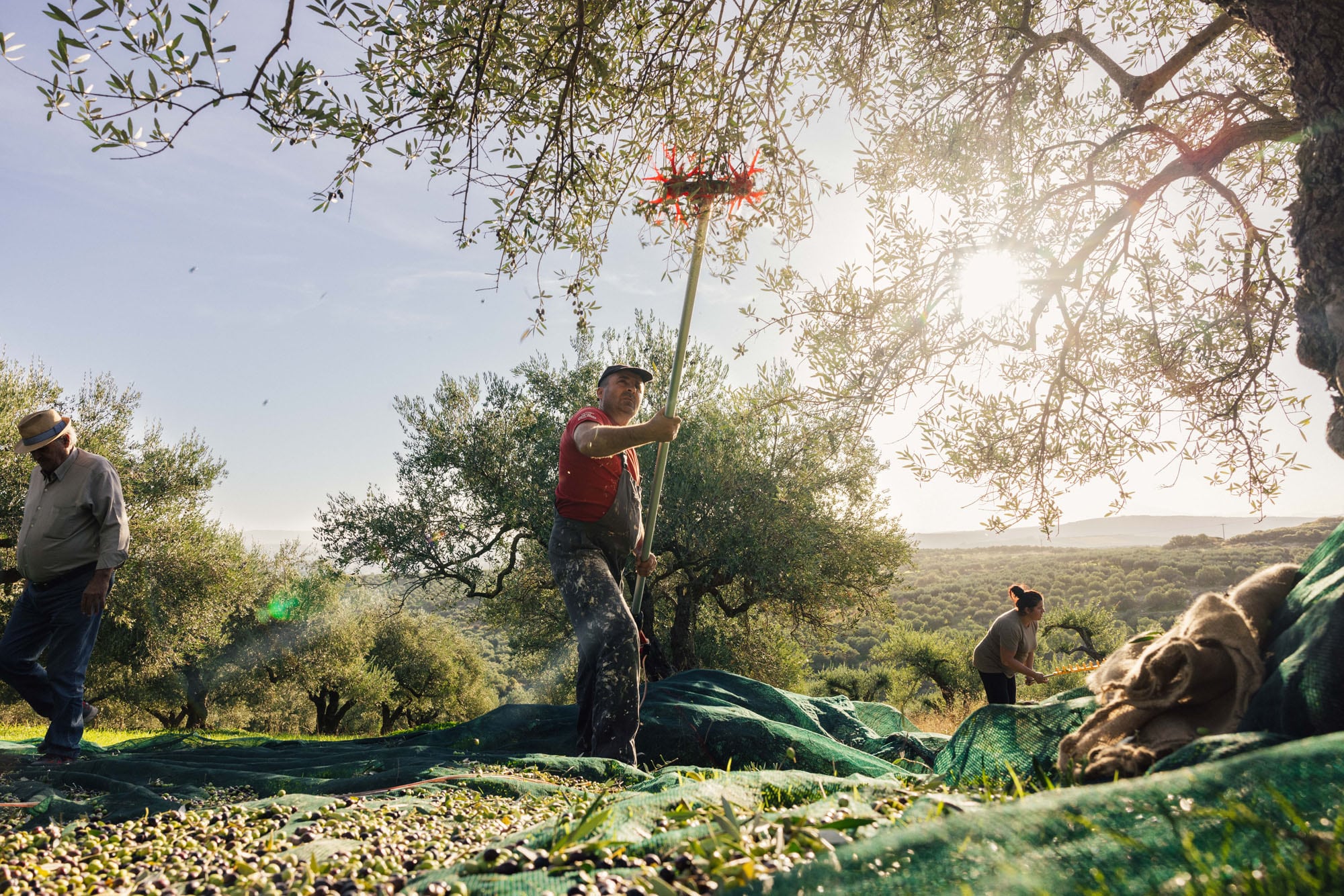 And what about extra virgin olive oil again?