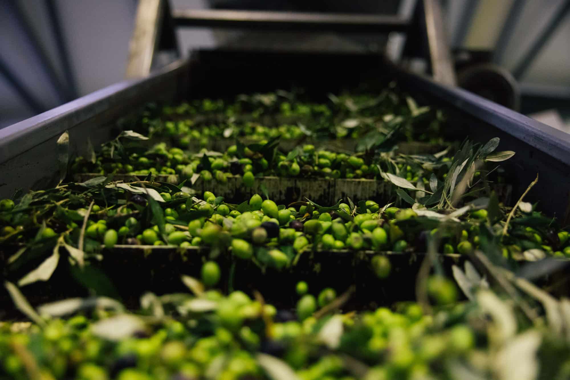 Olijven pulp: dit is wat er overblijft na het persen van olijven