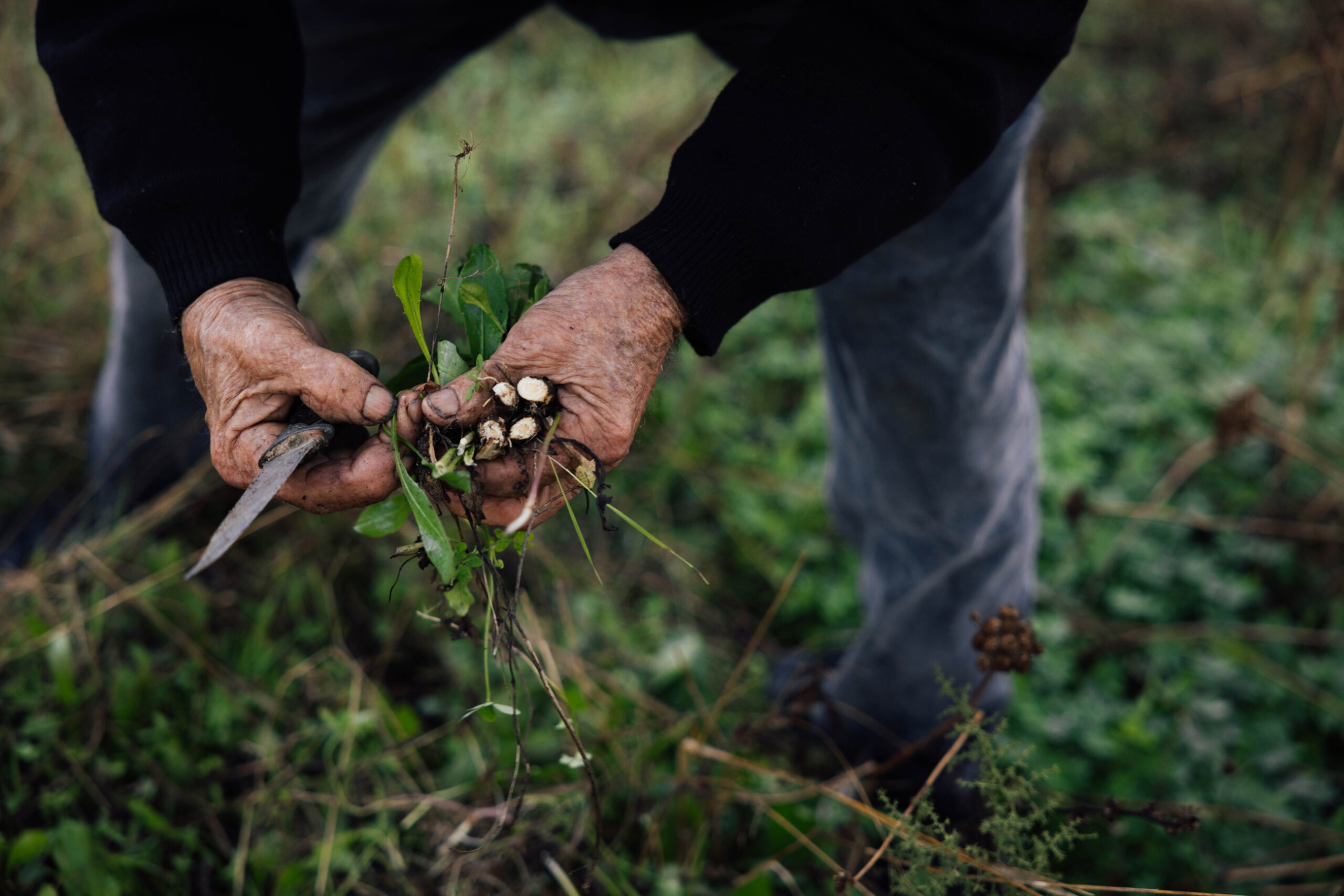 Paleo dieet & olijfolie: de basis voor een vitaal oerdieet weekmenu